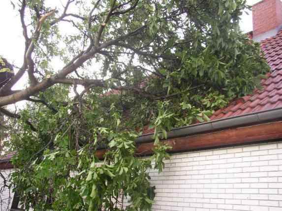 Baum wurde Stck fr Stck abgetragen